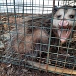 Opossum trapped in Polk County