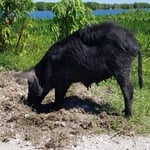 Feral Hog sow