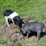 Feral hog piglets