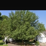 Tree Removals