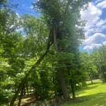 Tree Removals