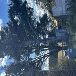 Tree Removals