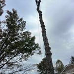 Tree Removals