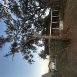 Big Johns Tree Removal