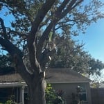 Big Johns Tree Removal