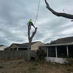 Big Johns Tree Removal