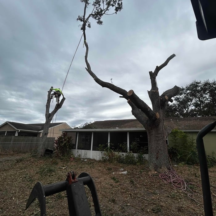 Big Johns Tree Removal