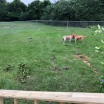 Chain link fence