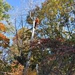 Topping and Chunking Birch