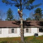 2nd pic of leaning white pine