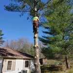 Leaning White Pine