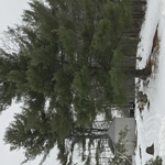 Tree Removal