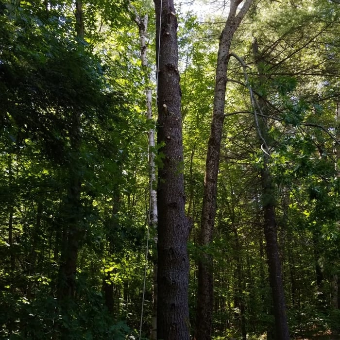 Tree Removal Process