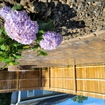 Backyard Budget Oasis
