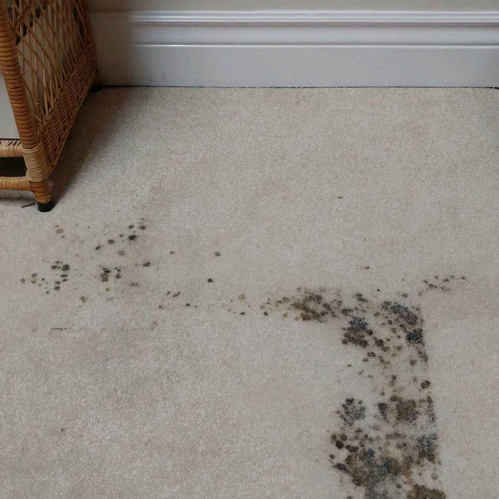 Pet Accident