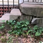 Original Stairs