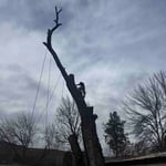 removal of 2 large trees
