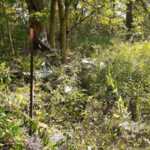Land Clearing