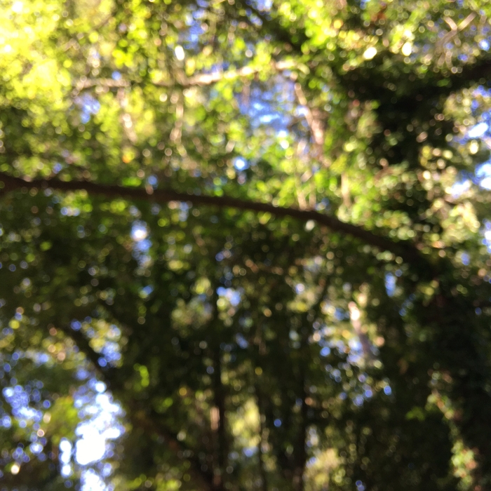 limb