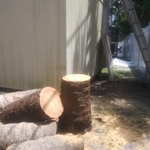 Tree Removal