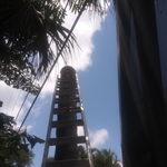 Tree Removal