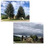 Large Spruce Removals