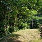 Side View of Woodline