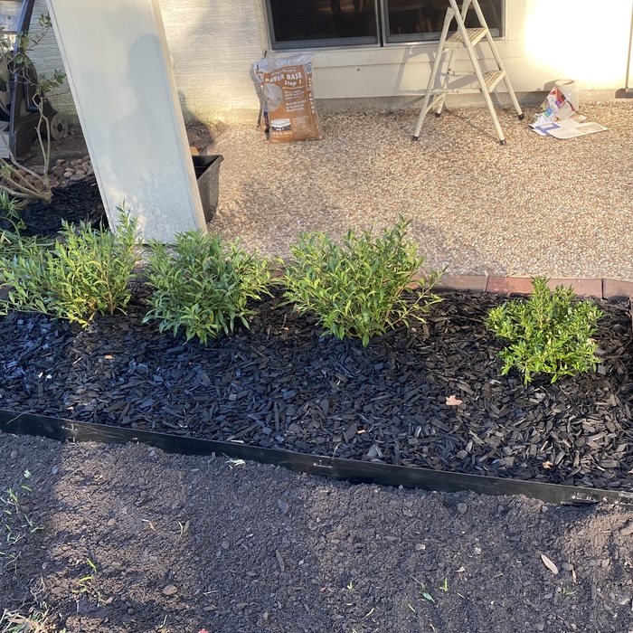 Plants and mulching