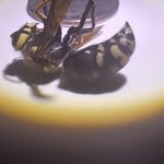 Public Health Pests