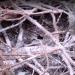 Yellow Jacket Hole