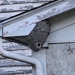 Bald Faced Hornet