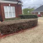 Hedge trimming