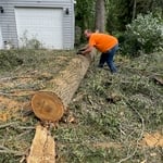 Elm Tree removal