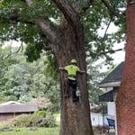 Oak trim