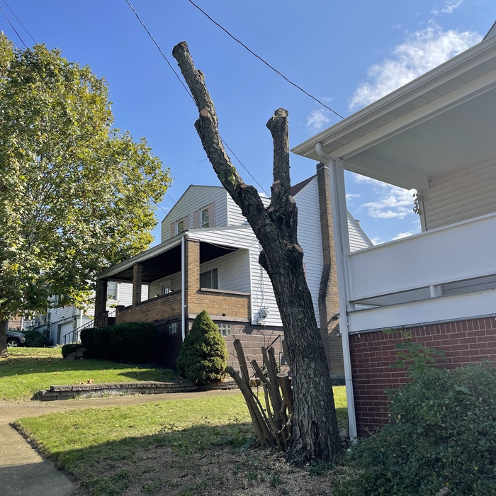 After tree trim