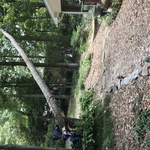 Storm damaged tree