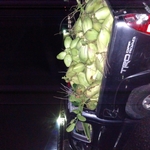 Truck with a full load of Coconuts