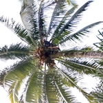 Harvesting fresh coconuts