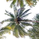 Professional coconut cleaning