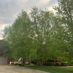 Another shot showing how close it is!