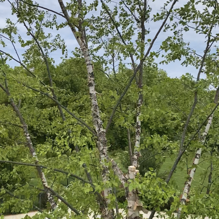 Starting to thin out the upper canopy!