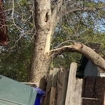 Broken trees