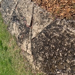 flagstone
