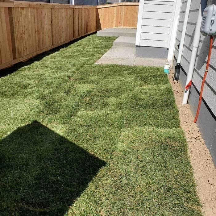 Fresh Sod Installation with New Wooden Privacy Fen