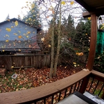 Backyard hazard trees removal and stump grind
