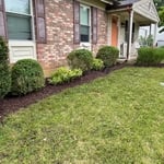 Mulched and trimmed shrubs