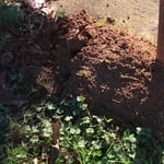Fire Ants