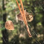 Spiders