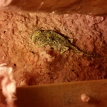 Another dead one.
