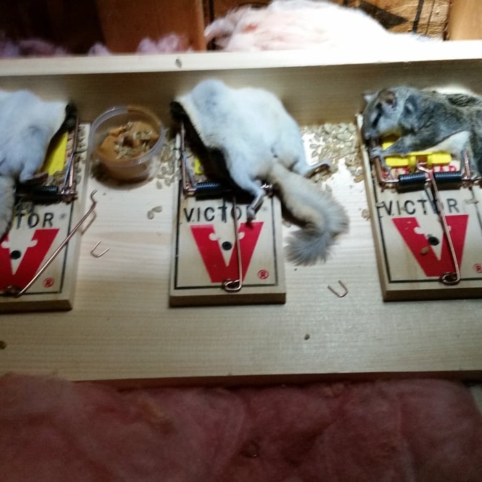 4 days after setting up